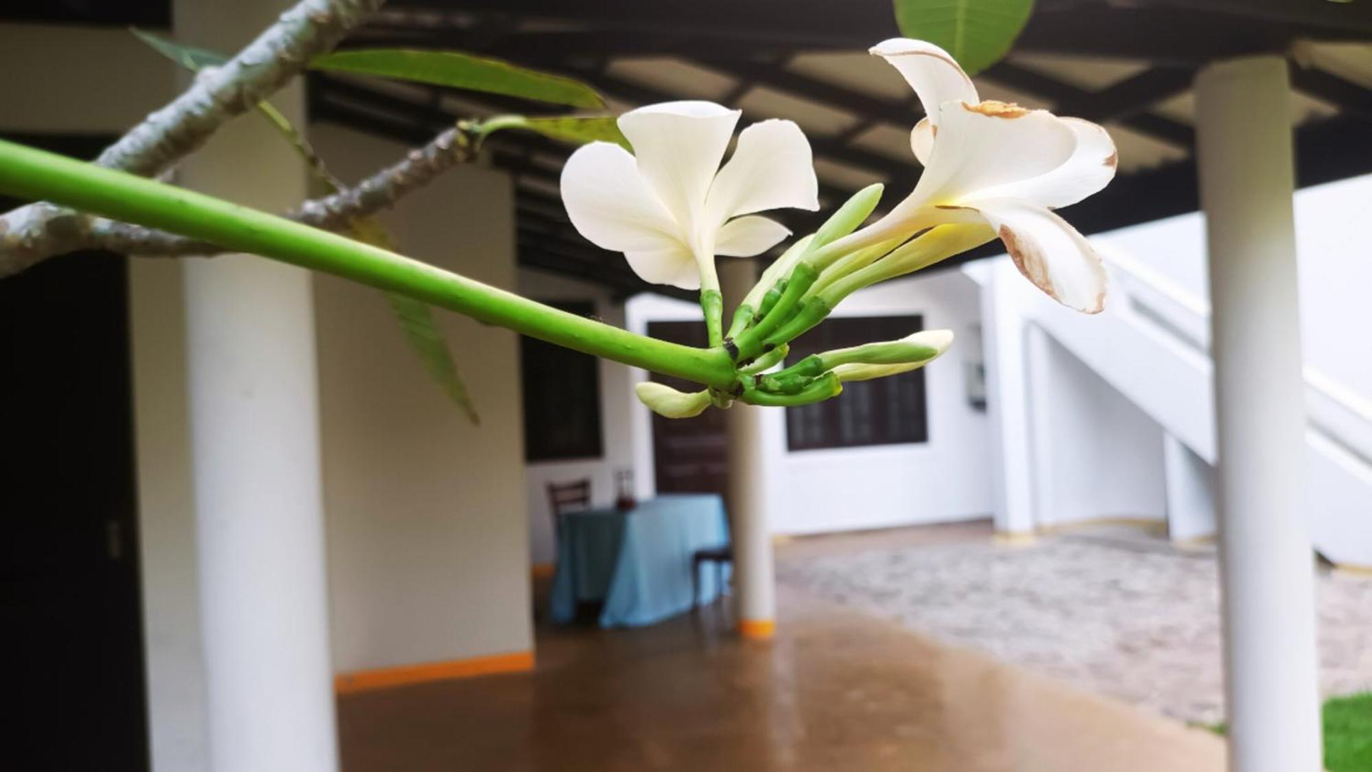 Greenery Lanka Villa Unawatuna Exteriér fotografie